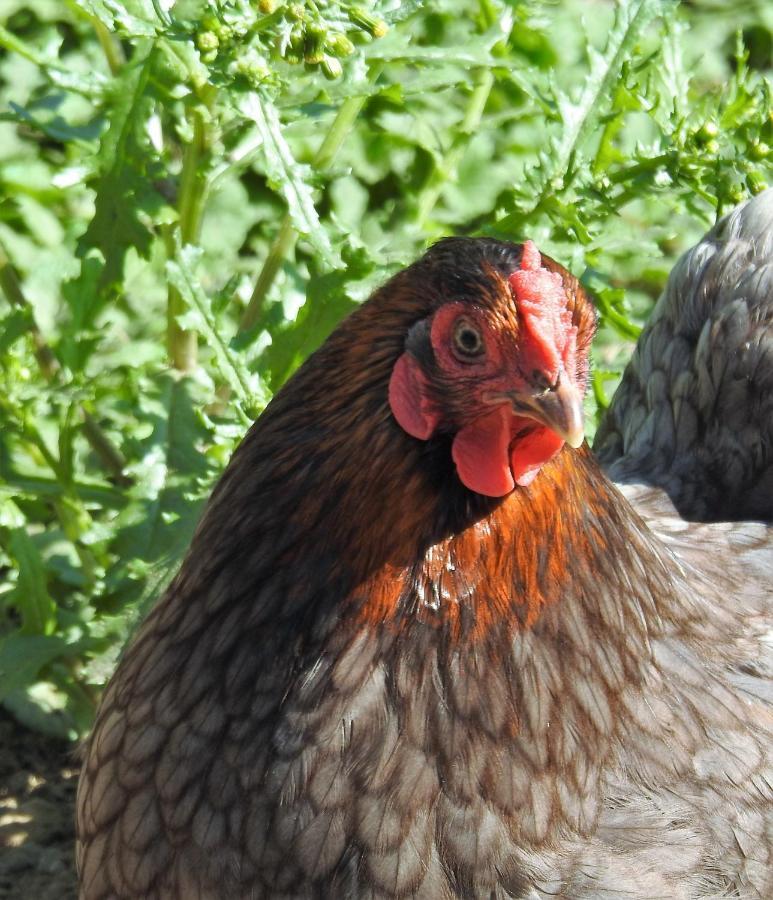 Stenlid - Med Naturen Och Lugnet I Fokus Veddige Zewnętrze zdjęcie